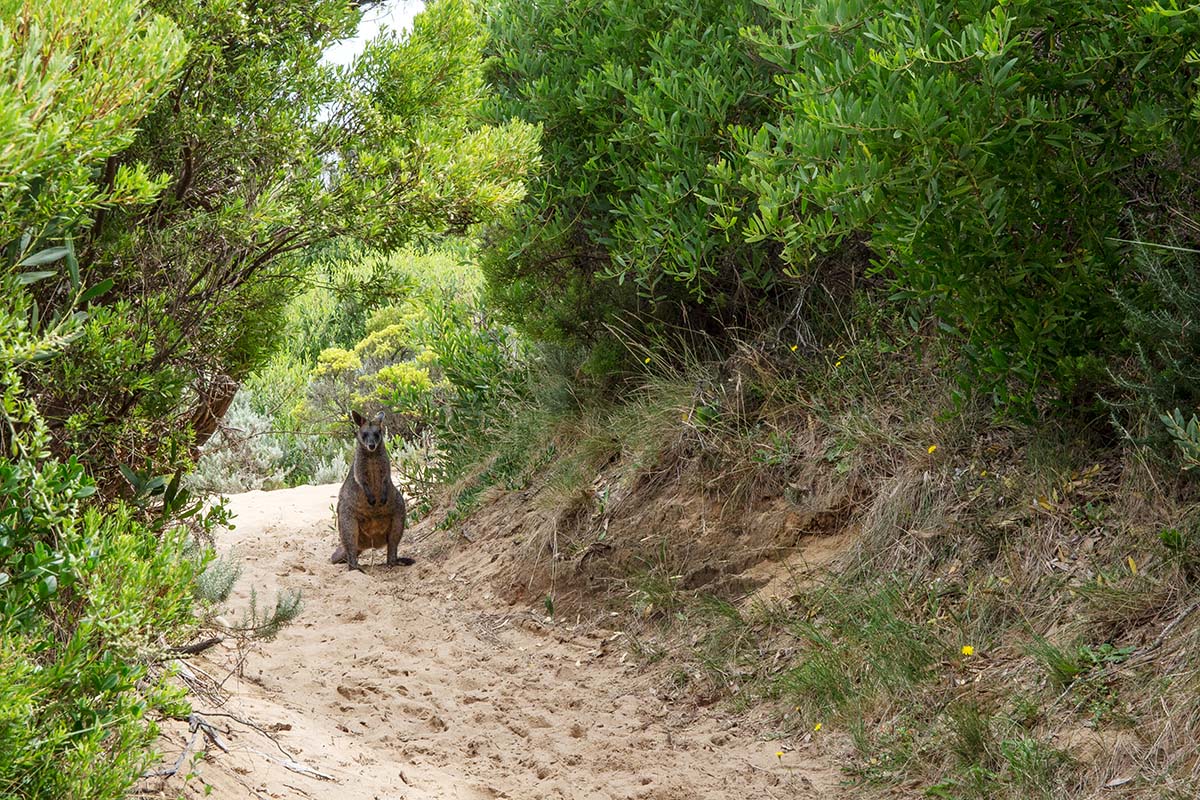 Great Ocean Walk (kangaroo on trail)